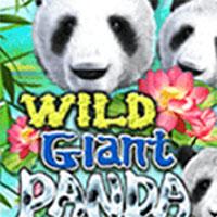 Wild Giant Panda